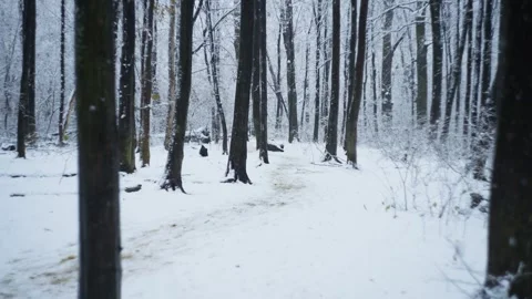 Snow envelops the trees, giving a sense of peace, warmth and festive wonder. Stock Footage 296407064