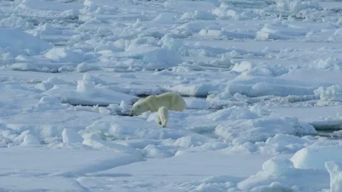 Snow environment north polar bear finding foods iceberg in HD footage Vídeo Stock 334032208