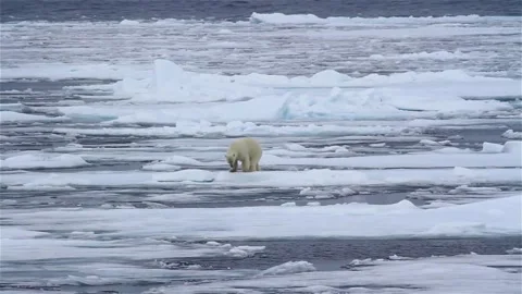Snow environment north polar bear finding foods iceberg in HD footage Vídeo Stock 334032218