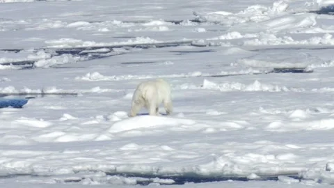 Snow environment north polar bear finding foods iceberg in HD footage Vídeo Stock 334032239