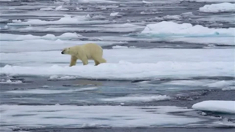 Snow environment north polar bear finding foods iceberg in HD footage Vídeo Stock 334032264