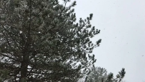 Snow Evergreen Background Stock Footage 86711782