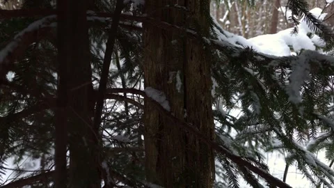Snow On Evergreen Branches In Winter Forest Stock Footage 325669322