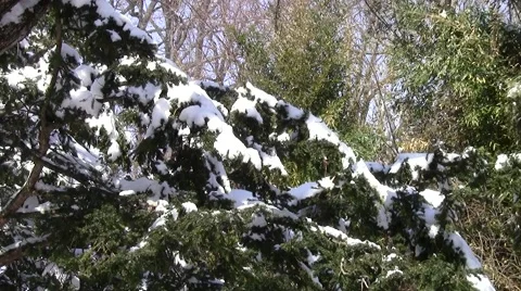 Snow in evergreen (Cedar) tree on sunny day Stockbeeldmateriaal 47709494