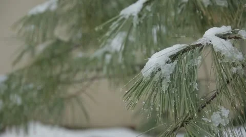 Snow on Evergreen 스톡 동영상 20592107