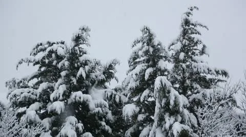 Snow on evergreen tree tops Stock Footage 22247064