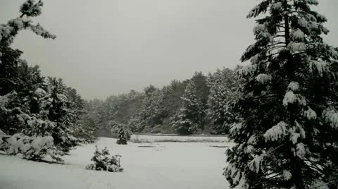 Snow on Evergreens 스톡 동영상 20444963