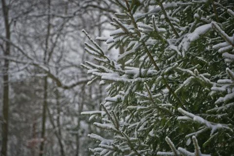 Snow in the evergreens Stock Photos