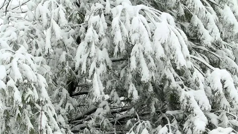 Snow Failing on Tree 스톡 동영상 95261379