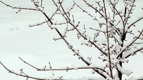 Snow Failing on Tree Stock Footage 95261391
