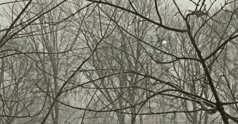 Snow fall 4K Stock Footage 48816747