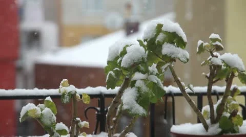 Snow Fall 5 HD 1080p Stock Footage 10726136