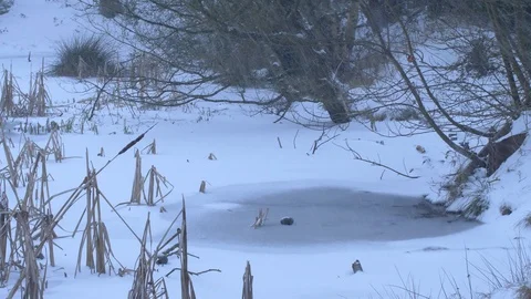 Snow Fall Above an Ice Covered Lake Stock Footage 88998644