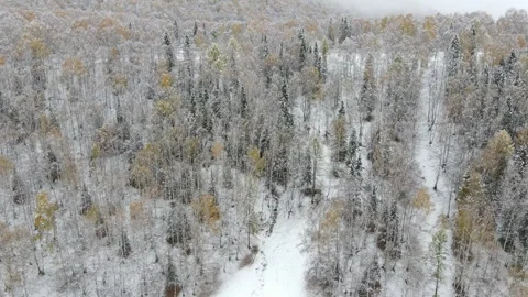 Snow Fall and Yellow Tree Stock Footage 242467082