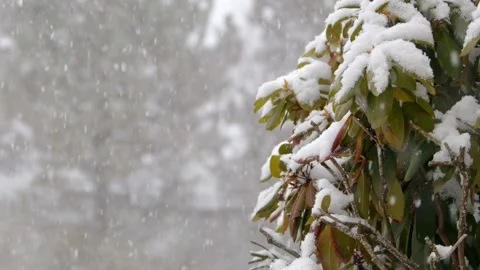 Snow fall - Blizzard - Winter - Snow Storm Stock Footage 171684794