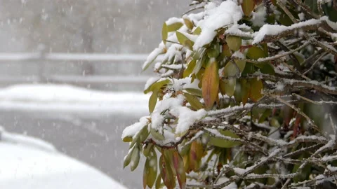 Snow fall - Blizzard - Winter - Snow Storm Stock Footage 171684901