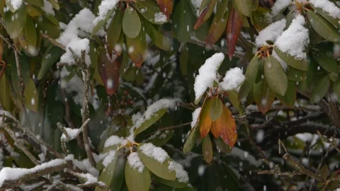 Snow fall - Blizzard - Winter - Snow Storm Stock Footage 171685320