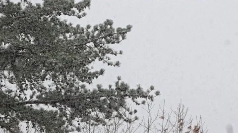 Snow fall - Blizzard - Winter - Snow Storm Stock Footage 171685483