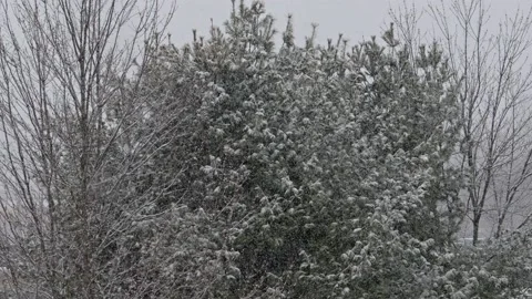 Snow fall - Blizzard - Winter - Snow Storm Stock Footage 171685734