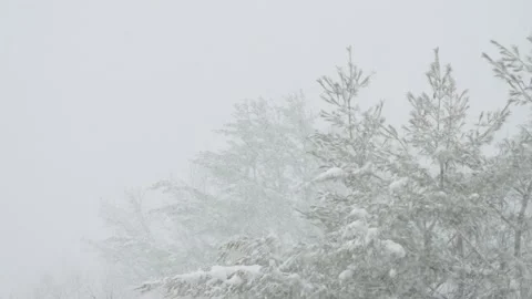 Snow fall - Blizzard - Winter - Snow Storm Stock Footage 235999977