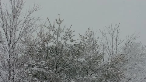 Snow fall - Blizzard - Winter - Snow Storm Stock Footage 235999978