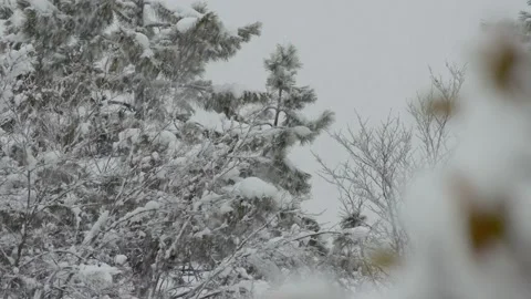 Snow fall - Blizzard - Winter - Snow Storm Stock Footage 236001508