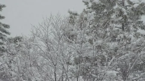 Snow fall - Blizzard - Winter - Snow Storm Stock Footage 236001740
