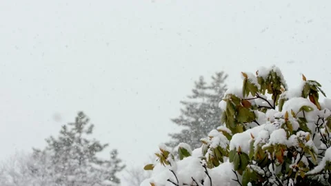 Snow fall - Blizzard - Winter - Snow Storm Stock Footage 236002409