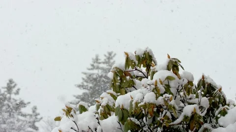 Snow fall - Blizzard - Winter - Snow Storm Stock Footage 236002478