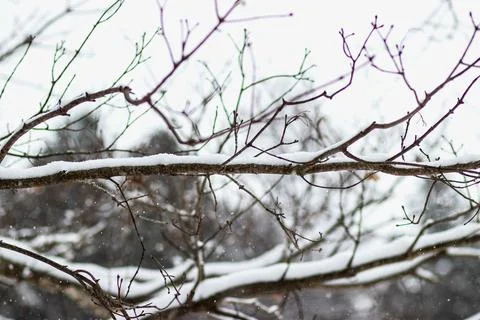 Snow fall on the branches. Stock Photos