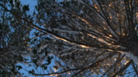 Snow fall onto camera lens looking up in slow motion from tree Stock Footage 123052655