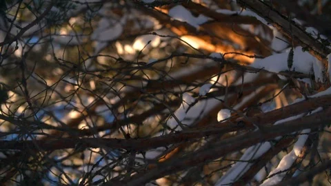 Snow fall onto camera lens looking up in slow motion from tree Stock Footage 123053153