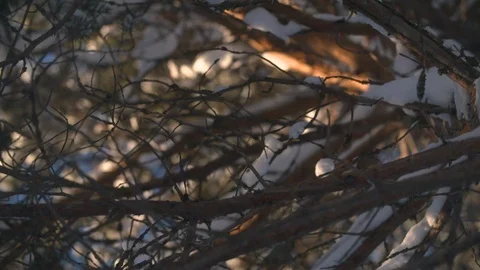 Snow fall onto camera lens looking up in slow motion from tree Stock Footage 123053161