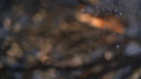 Snow fall onto camera lens looking up in slow motion from tree Stock Footage 123053350