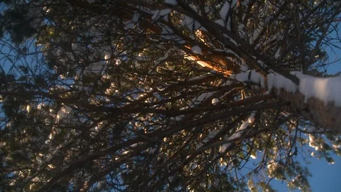 Snow fall onto camera lens looking up in slow motion from tree Stock Footage 123053766