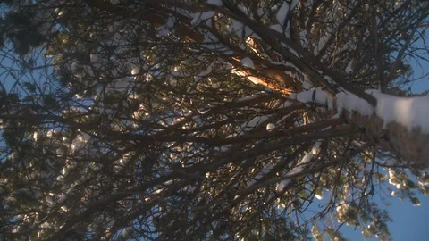Snow fall onto camera lens looking up in slow motion from tree Stock Footage 123053777
