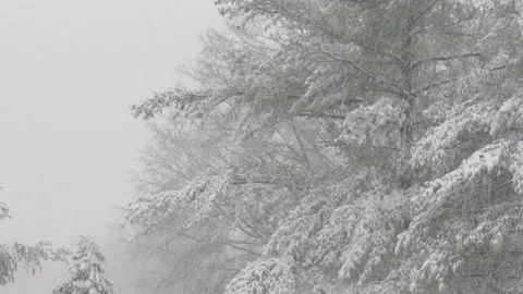Snow Fall clip- snowfalling in wind and on a tree  11 seconds Stock Footage 167865820