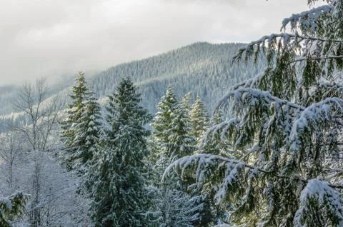Snow fall covers trees and mountains Stock-Fotos
