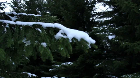 Snow fall down from the fir-tree's branch Stock Footage 56770494