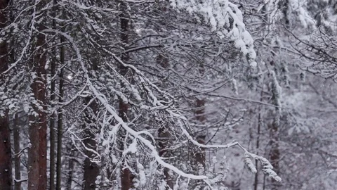 Snow fall down at the lightest breeze. Static scene of the branches cover weight Stock Footage 74992296