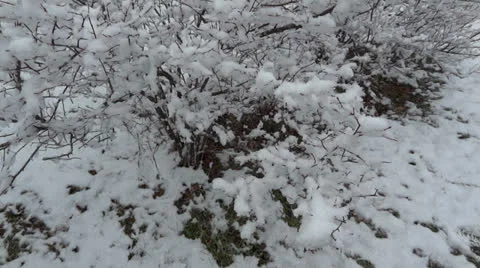 Snow Fall Vidéo 22557701