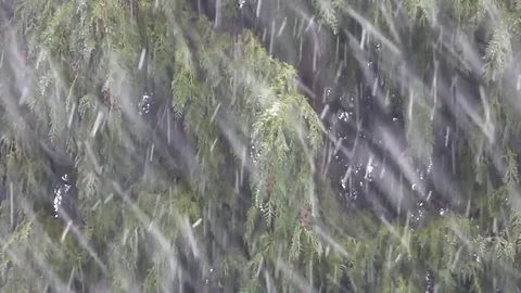 Snow fall Stock Footage 84944795