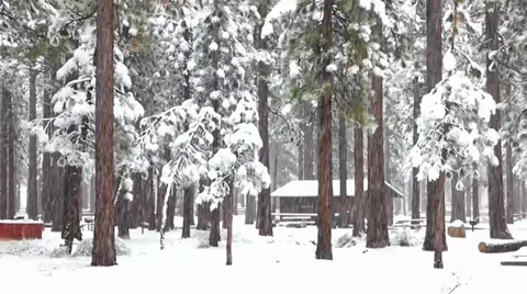 Snow Fall on a Forest Cabin Video stock 38490883