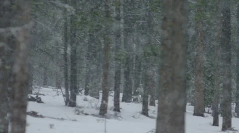 Snow fall in forest during winter Stock Footage 68494113