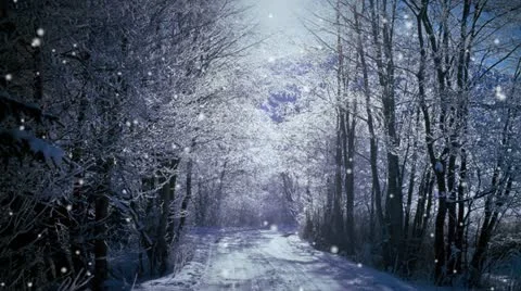 Snow Fall Forest Stock Footage 12747894