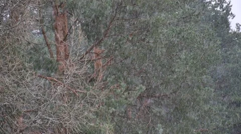 Snow fall in Forest Video stock 49574749