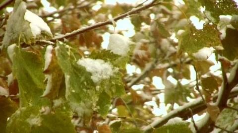 Snow On Fall Leaves CU 動画素材 555660