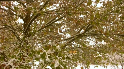 Snow On Fall Leaves CU 動画素材 555663