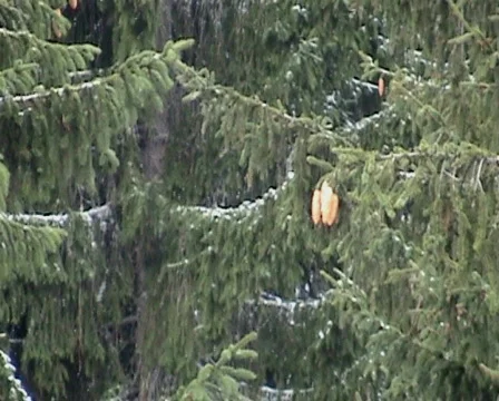 Snow fall in Mountain 2 Stock Footage 593659