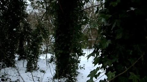Snow Fall Moving through the Trees in the snowy Park Stock Footage 90275194